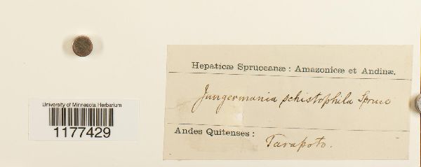 Cephaloziopsis intertexta image