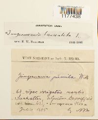 Liochlaena lanceolata image