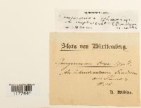 Solenostoma sphaerocarpa image