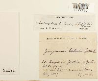 Media resource of Lophozia badensis