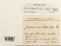 Media resource of Lophozia heterocolpos