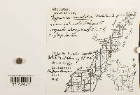 Lejeunea cavifolia image