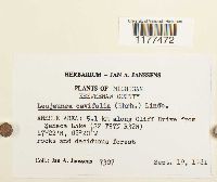 Lejeunea cavifolia image