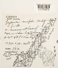 Lejeunea cavifolia image