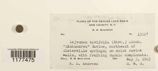 Lejeunea cavifolia image