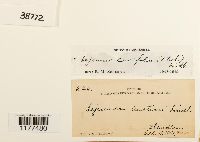 Lejeunea cavifolia image