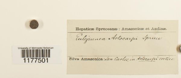 Lejeunea adpressa image