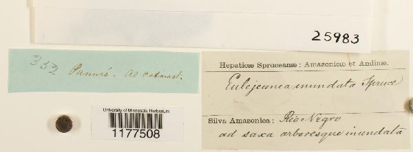 Schusterolejeunea inundata image