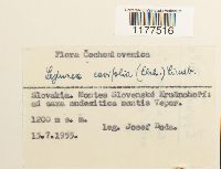 Lejeunea cavifolia image