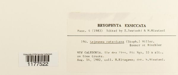 Lejeunea anisophylla image