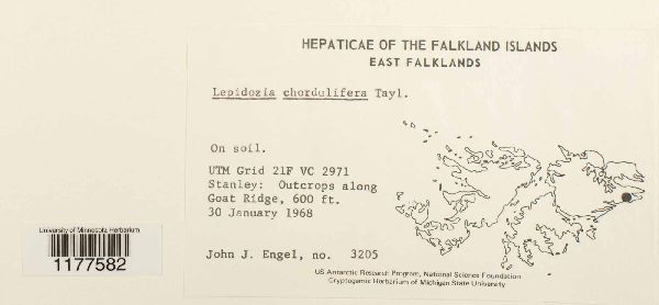 Lepidozia chordulifera image