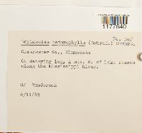 Lophocolea heterophylla image