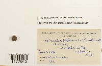 Lophocolea heterophylla image