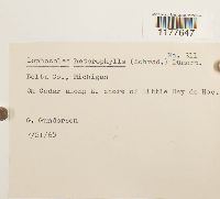 Lophocolea heterophylla image