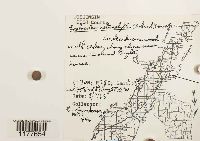 Lophocolea heterophylla image