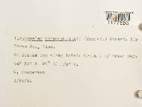 Lophocolea heterophylla image