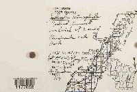 Lophocolea heterophylla image