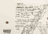 Lophocolea heterophylla image