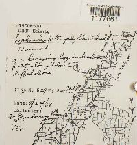 Lophocolea heterophylla image