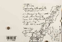 Lophocolea heterophylla image