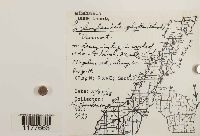 Lophocolea heterophylla image