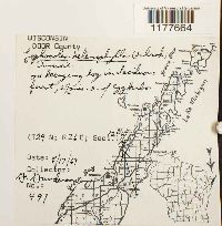 Lophocolea heterophylla image