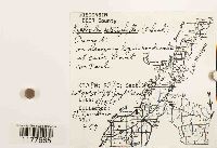 Lophocolea heterophylla image