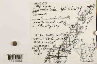 Lophocolea heterophylla image