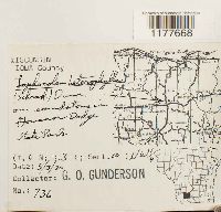 Lophocolea heterophylla image