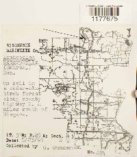 Lophocolea heterophylla image