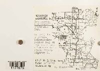 Lophocolea heterophylla image