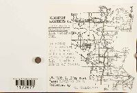 Lophocolea heterophylla image