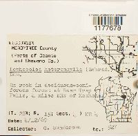 Lophocolea heterophylla image