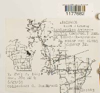 Lophocolea heterophylla image