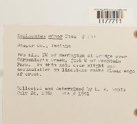 Lophocolea minor image