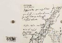 Lophocolea minor image