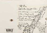 Lophocolea minor image