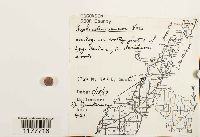 Lophocolea minor image