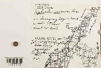 Lophocolea minor image