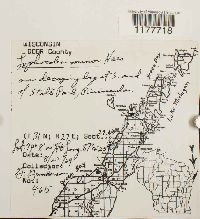 Lophocolea minor image