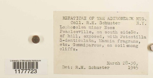 Lophocolea minor image