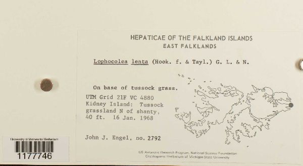 Chiloscyphus lentus image