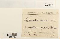 Lophocolea minor image