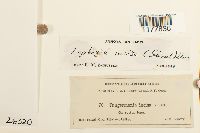 Schistochilopsis incisa image