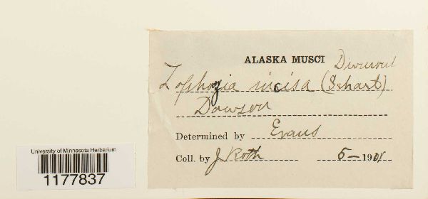 Schistochilopsis incisa image