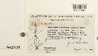 Lophoziopsis longidens image