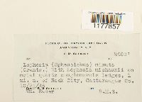 Sphenolobus minutus image