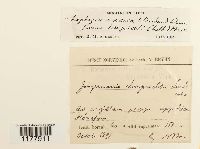 Lophoziopsis excisa image