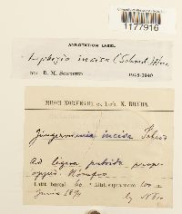 Schistochilopsis incisa image