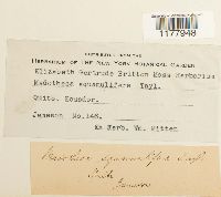 Porella squamulifera image